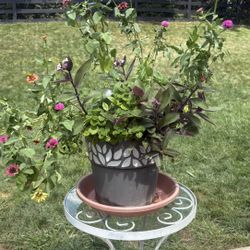 Large Planter And Many Plants!