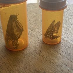 2 Preserved Monarch Butterfly 