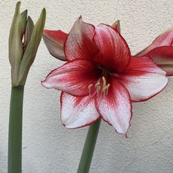 Amaryllis Plant, In 8 Inch Pot Pick Up Only