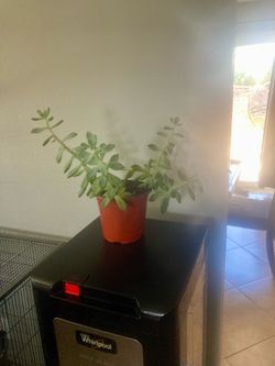 Succulent plant, plastic pot 5 inches