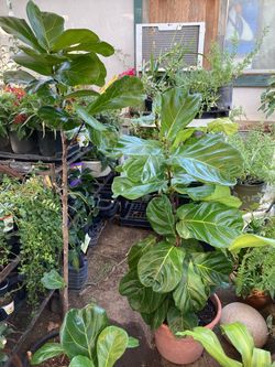 Fiddle leaf fig trees