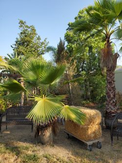 Palm Trees For Sale.