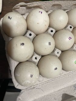 Cayuga Swedish fertile eggs
