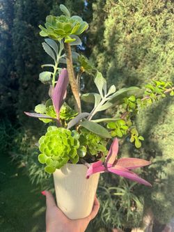 Beautiful plant