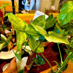 Variegated Syngonium Podophyllum Arrowhead