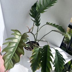 Philodendron Caramel Marble 