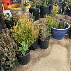 Desert Plants