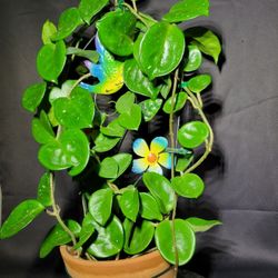 Hoya plant