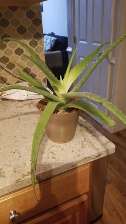 Aloe vera Healthy and best air purifying house plant in the new pot