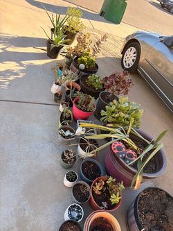 Yard sale: Uggs, hunter, vans, succulents, decor, etc much more