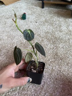 Melanochrysum Philodendron (uncommon)