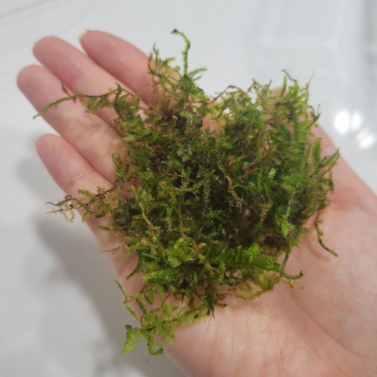 Christmas Moss 'Vesicularia Montagnei' Aquarium Plant