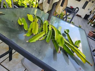 Dragon Fruit Cactus Cuttings