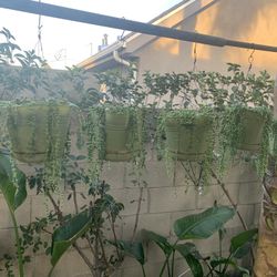 String Of Pearls Plants. 