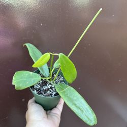 4” hoya fraterna