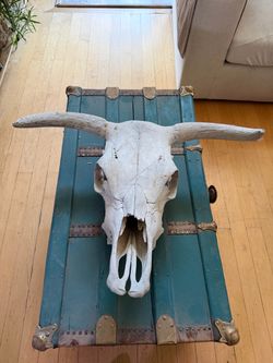 Real Cow / Steer Skull with Horns