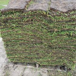 Grass for sale