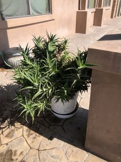 Large Plant