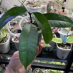 Hoya Thuathienhuensis