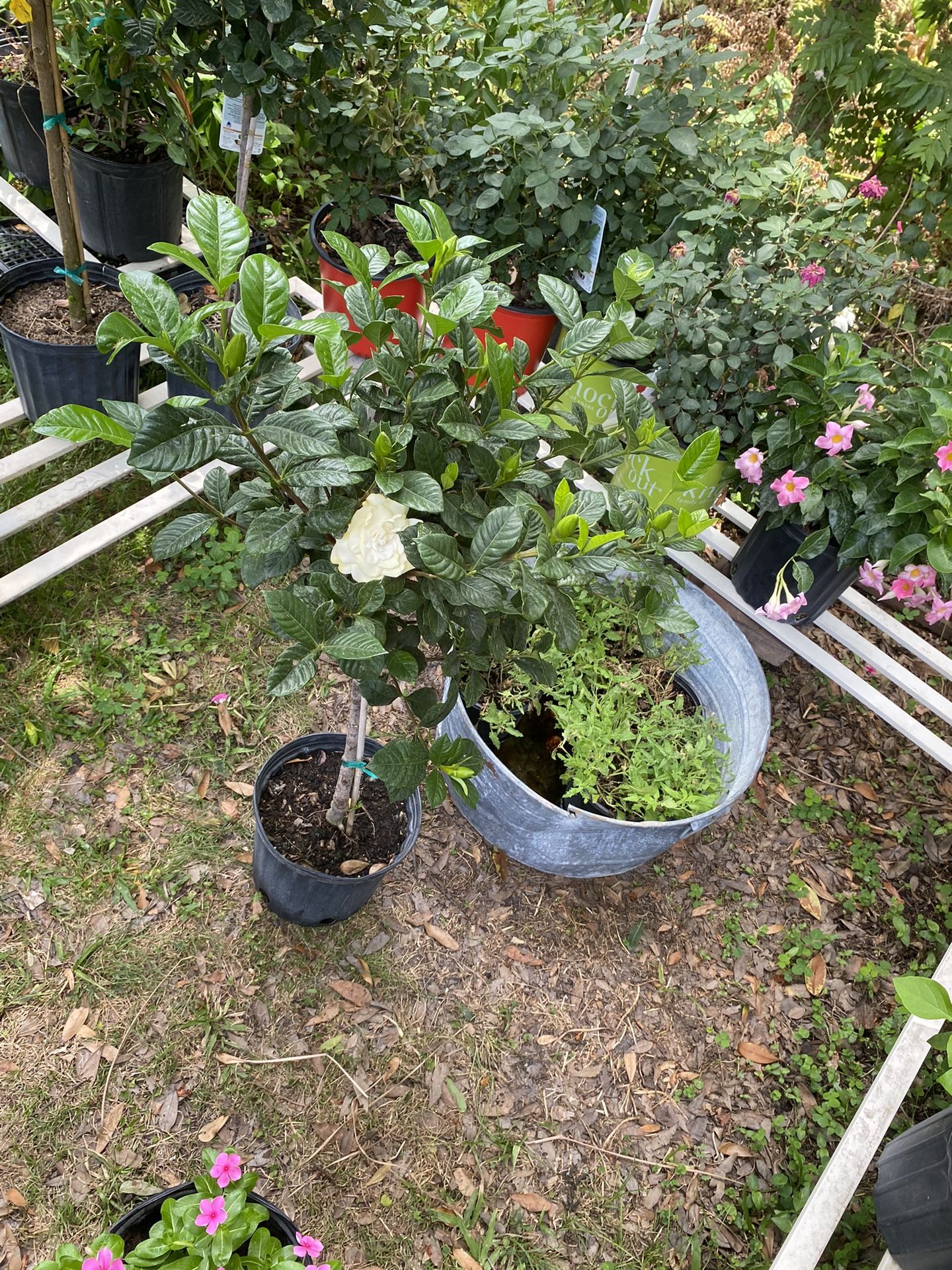 Gardenia Jasmine Flower