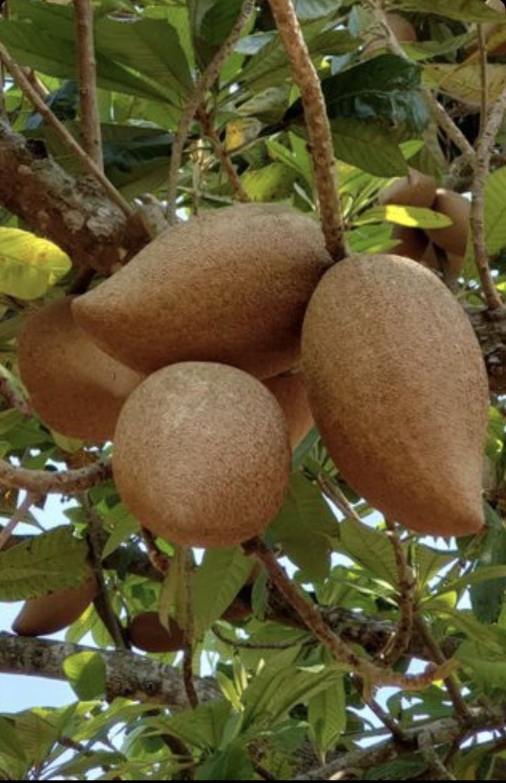 Organic Mamay fruits