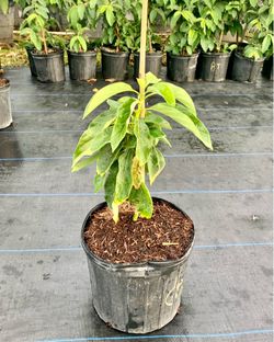 Mango 🥭 tree 🌳