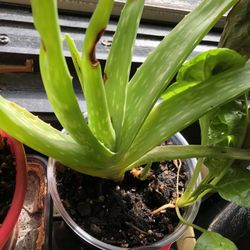 Aloe Seedlings 