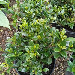 Gardenia Bush 3gl $15🏡🏡