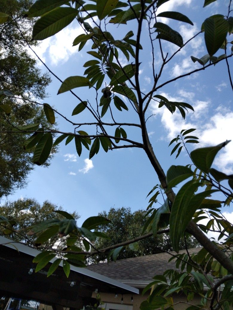 Large Fruit Tree Plant