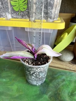 Tradescantia Nanouk Starter