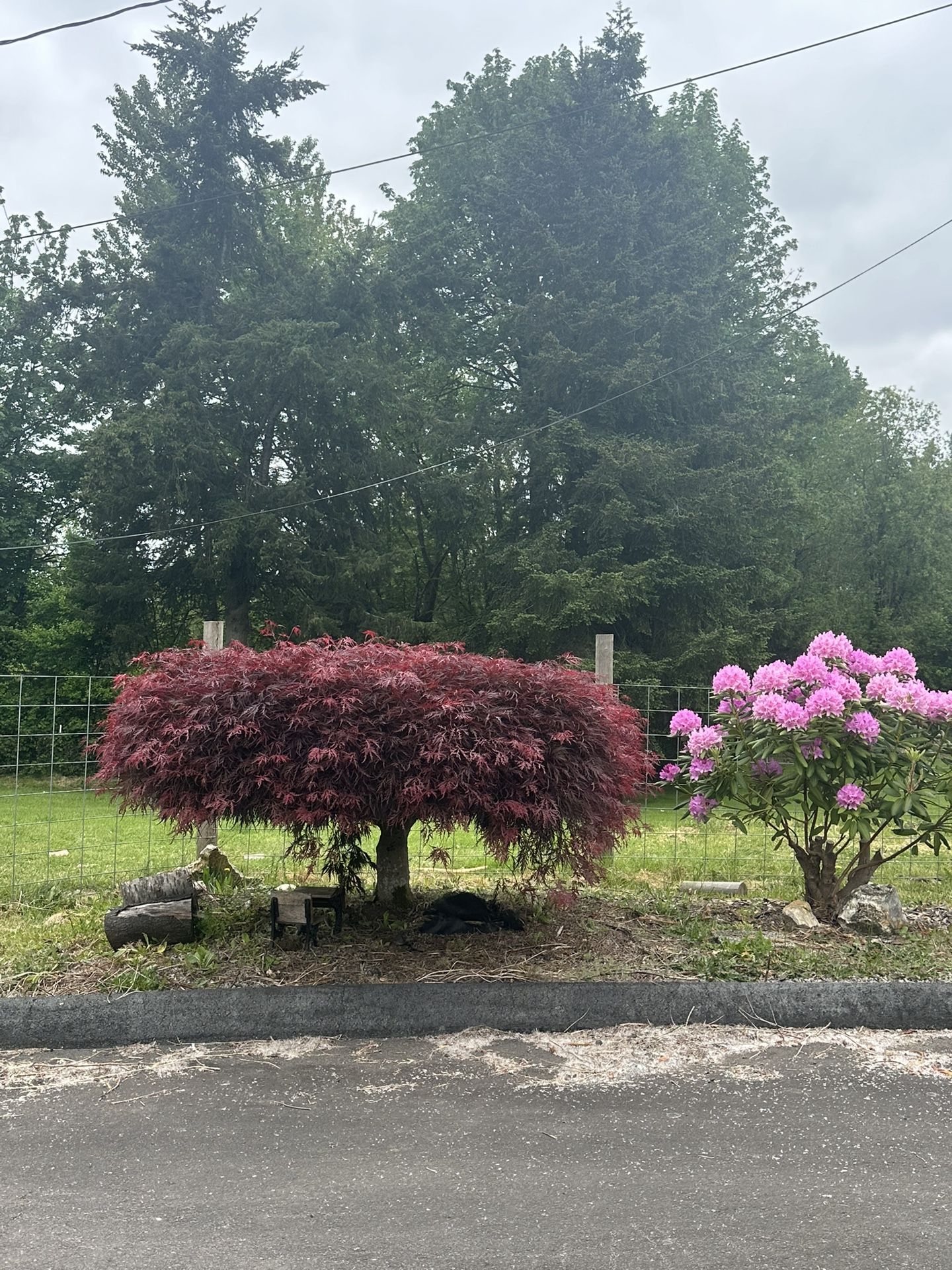 U Dig Beautiful Maple