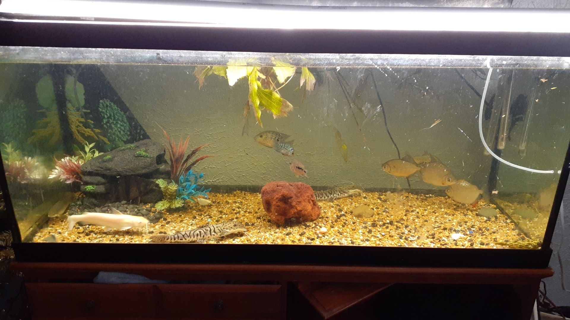 75 gallon tank with filters