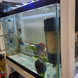 Aquarium Fish tank  Discus Toys 