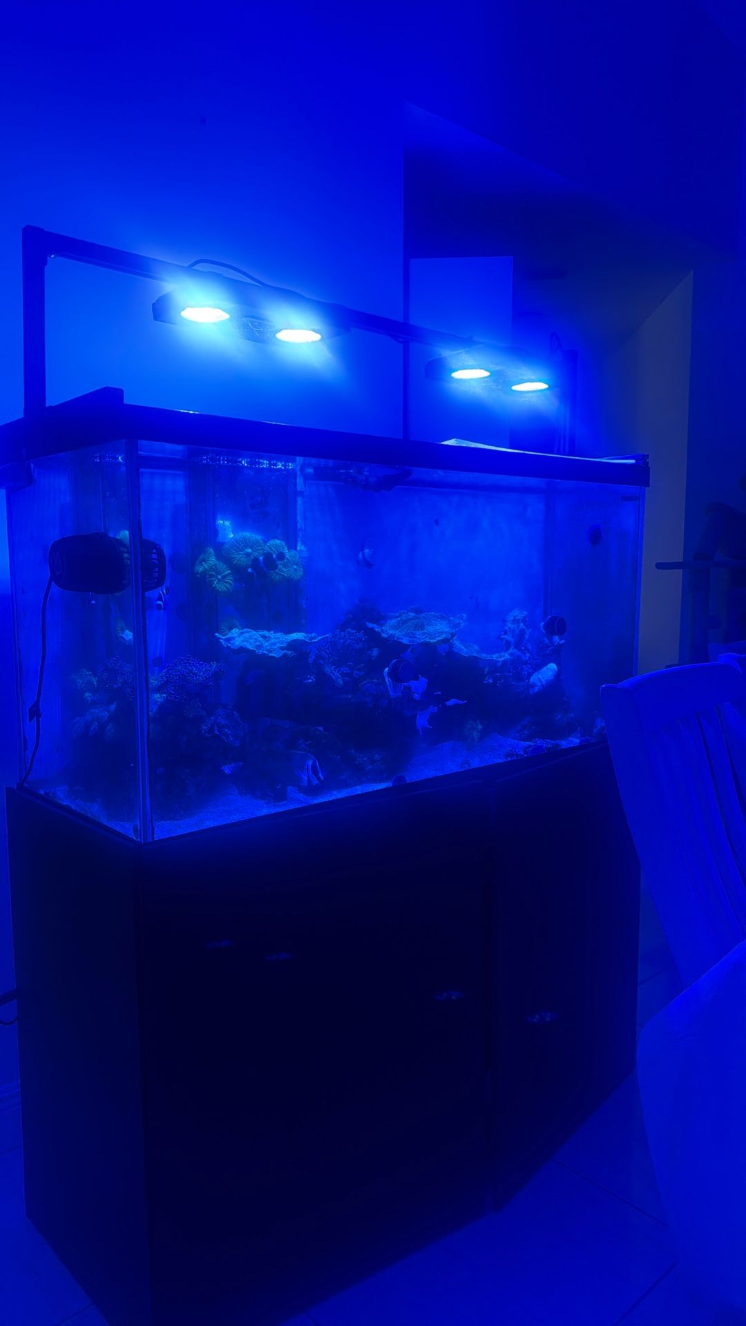 Fish Tank