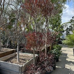 3 Tiers Hopseed  Topiary Tree