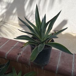 Succulent Agave