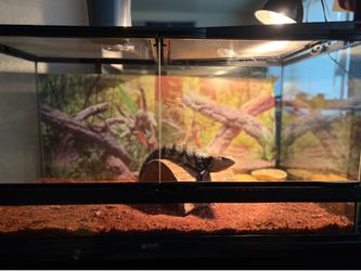 Reptile tank / enclosure / fish tank