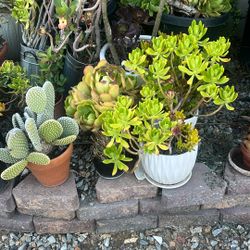 Plants  For Sale