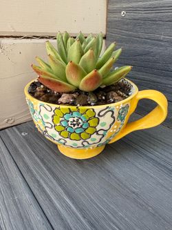 Colorful succulent in decorative pot