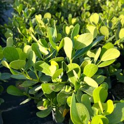 Clusias (Privacy Hedges)