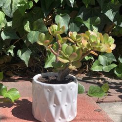 Jade Bonsai Succulent In White Ceramic Designed Pot 