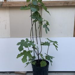 F1- Fig Tree - Kadota Variety 