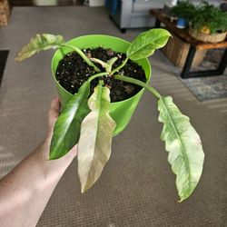 Philodendron 'Ring Of Fire' 