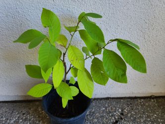 Cherimoya Seedling Plant
