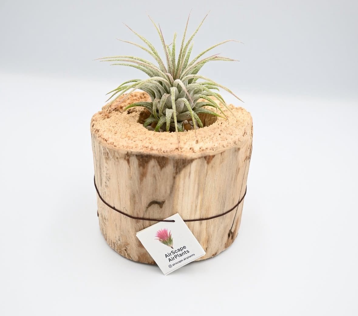Air Plant