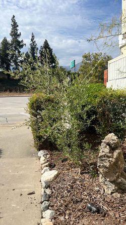Olive tree