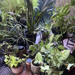 Plants-Moving Sale