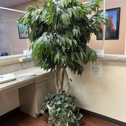 Beautiful, Realistic indoor Plants/ Trees $100 Each
