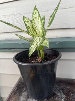 Dieffenbachia planta natural