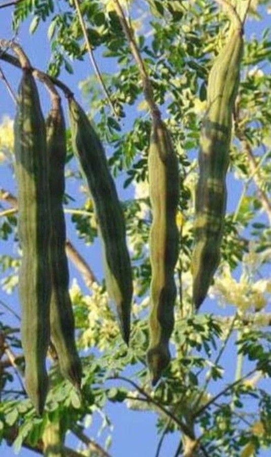 Moringa Seeds Pods